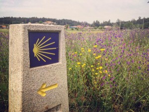 Cammino di Santiago - Melide - Pedrouzo (1)