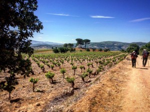 Cammino di Santiago - Ponferrada - Villafranca del Bierzo (3)