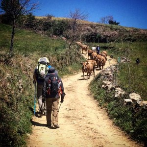 Cammino di Santiago - Villafranca del Bierzo - O Cebreiro (4)